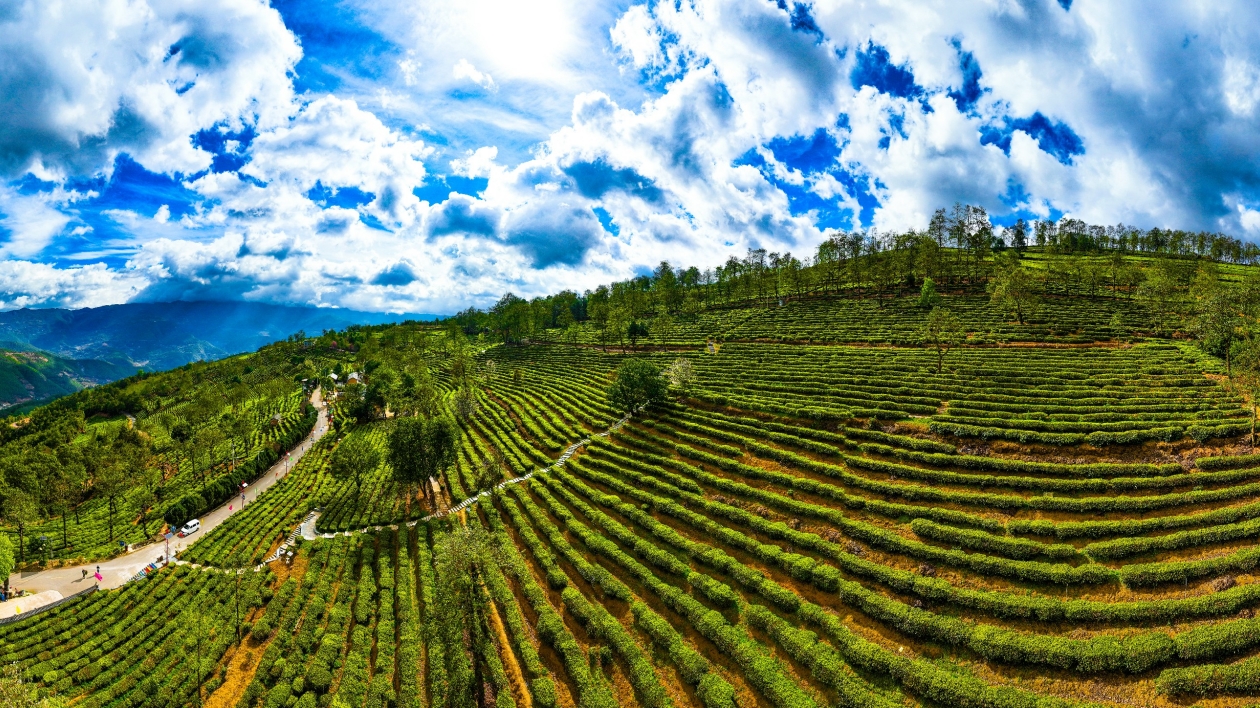 專家基層科研工作站助力雲南南澗茶產業發展