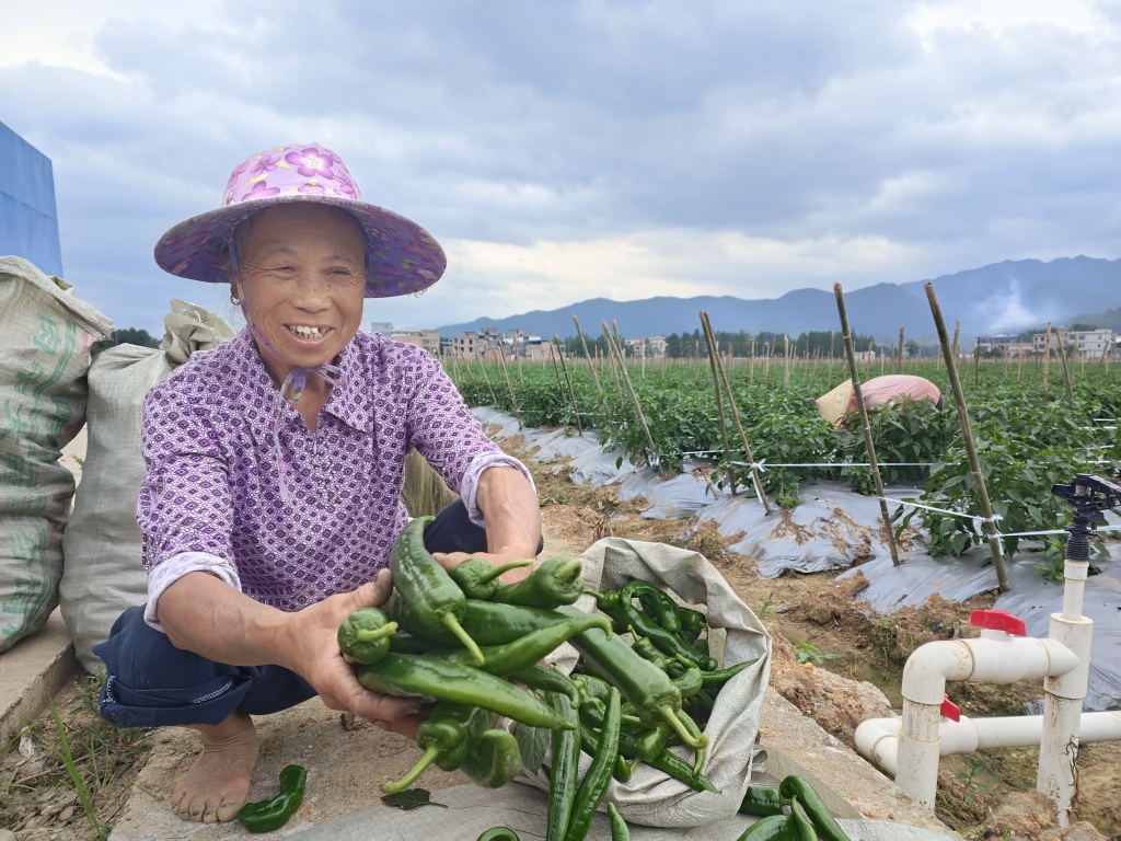 廣東始興省級現代農業產業園蔬菜進入成熟採摘季