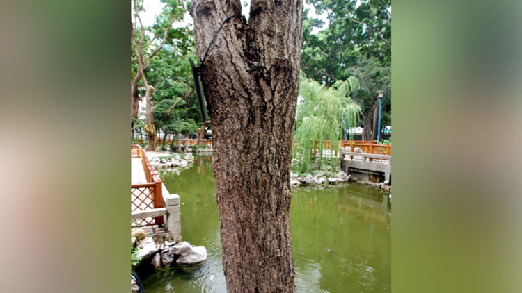 康文署移除荃灣賽馬會德華公園內一棵已枯萎古樹