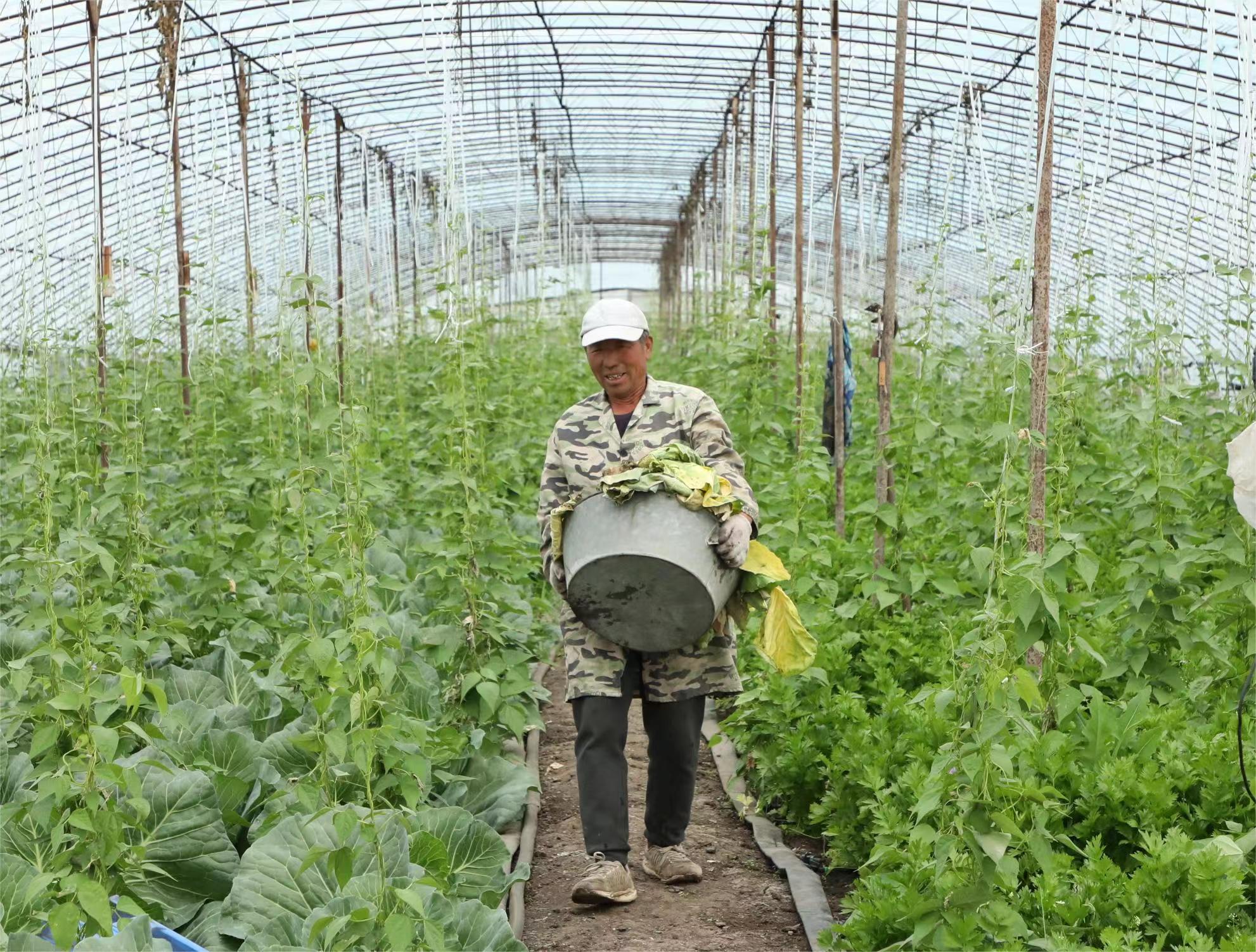 黑龍江依安縣： 棚室化蔬菜種植促增收