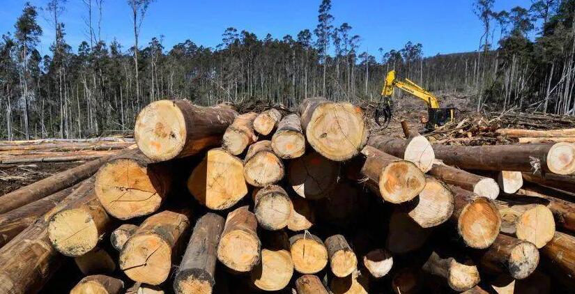 中國即日起恢復進口澳大利亞木材