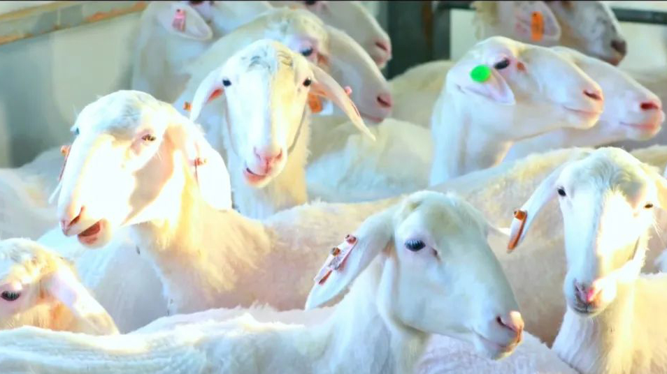 「環縣羊羔肉」品牌價值超52億 入2023年中國品牌價值評價區域品牌百強榜