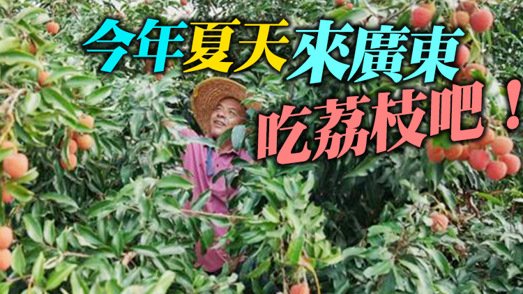 有片｜廣東給「荔」 全球甜蜜