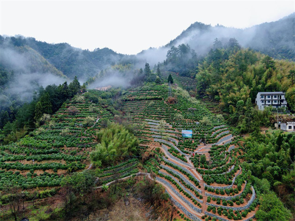 黃山毛峰原產地  皖徽州區科技賦能茶產業高質量發展