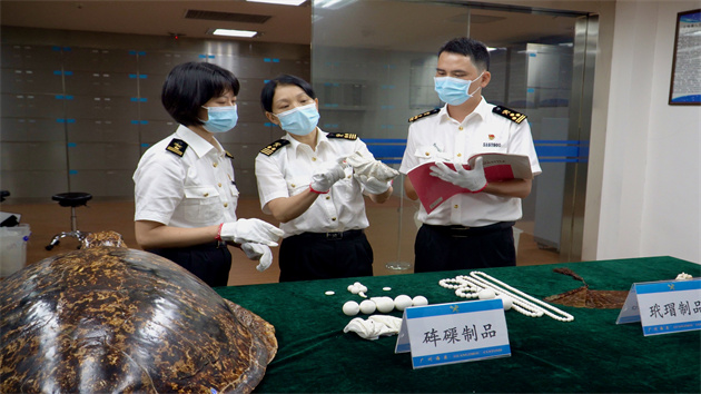 廣州海關向農業農村部門移交40千克瀕危水生野生動物製品