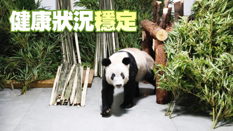 有片｜大熊貓「丫丫」平安回到北京動物園 暫不外展