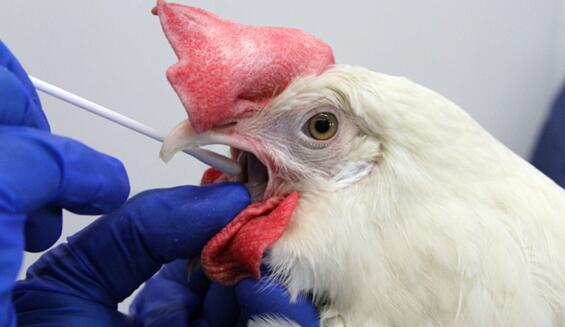 巴西已報告13例H5N1禽流感