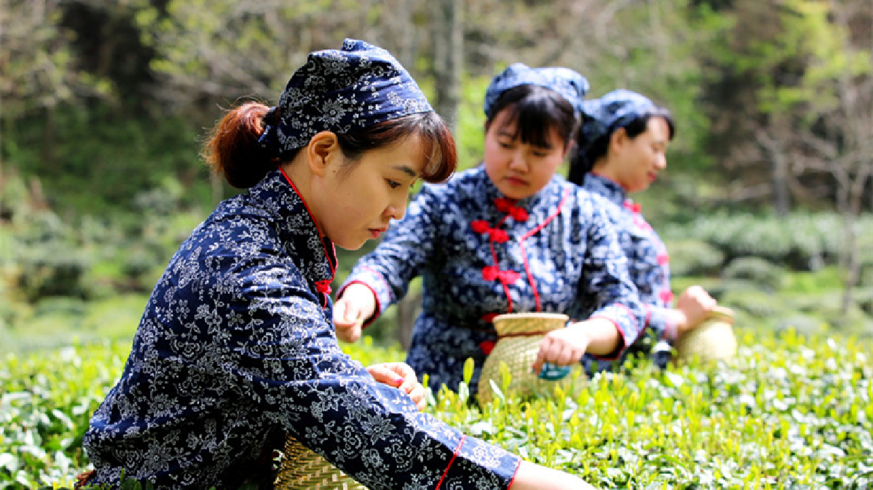 強龍頭補鏈條  皖休寧縣鄉土產業勃興