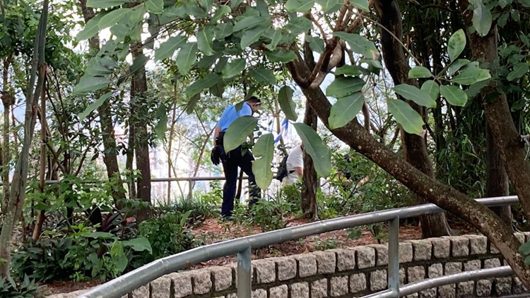 何文田常樂街食水配水庫發現逾10隻雀屍 疑遭人毒殺