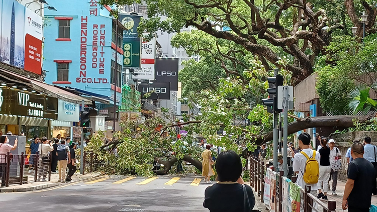 尖沙咀塌樹壓中私家車 消防救出司機不適送院