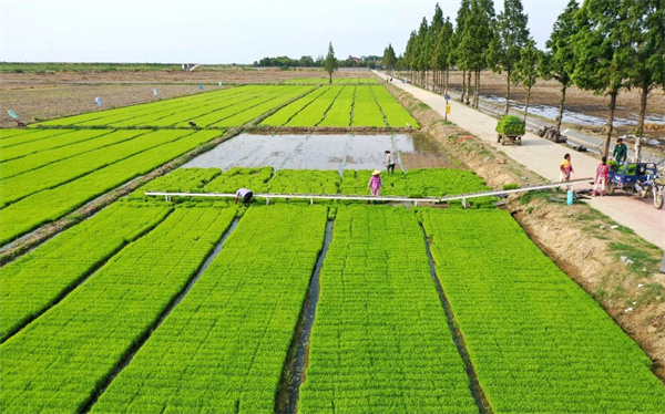 安徽巢湖：搶抓農時種水稻