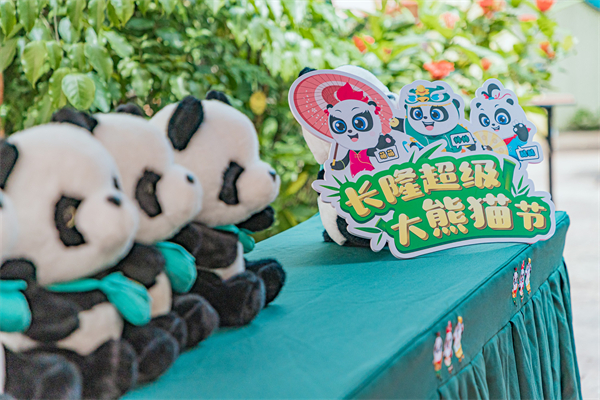 在長隆逛頂流「熊貓村」 「老廣」大熊貓陪你過暑假