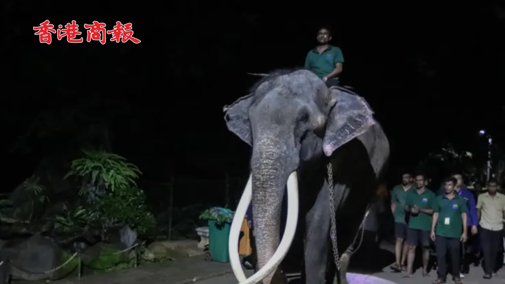 有片 | 泰國大象疑似在國外受虐 斯里蘭卡總理道歉