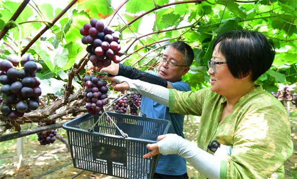 安徽巢湖：夏黑葡萄「甜蜜來襲」