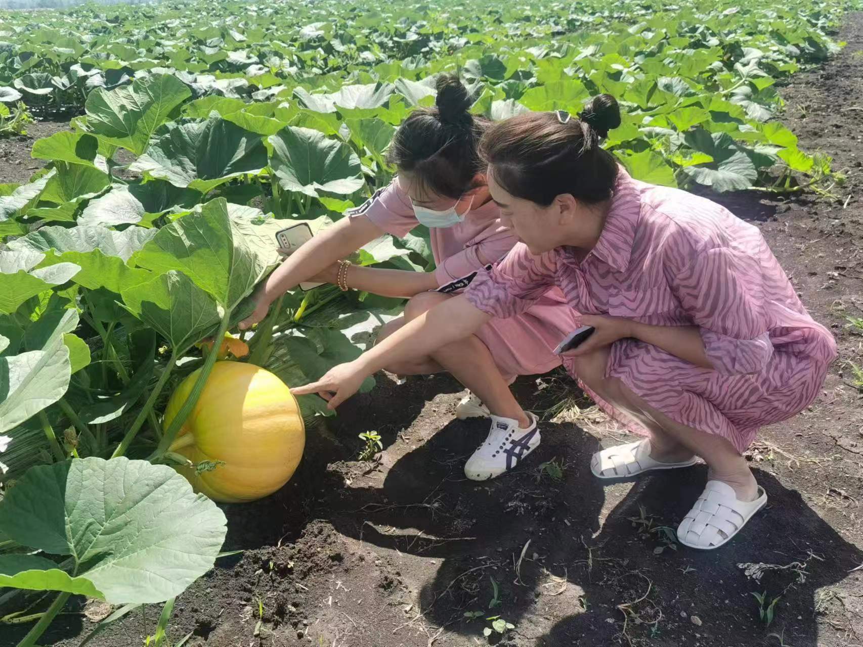 黑龍江雙鴨山市友誼縣：「農業嘉年華」為鄉村振興賦能
