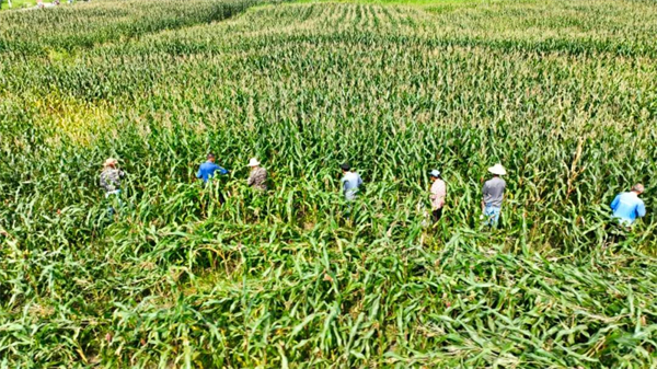「五黑」產業勃兴 皖黟縣近萬畝玉米迎來豐收季