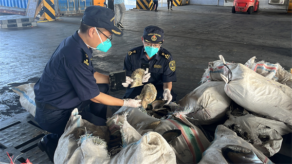 廣州海關在進口貨運渠道查獲9.9噸洋垃圾