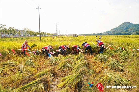 惠州惠陽今年已投600萬元補貼水稻種植