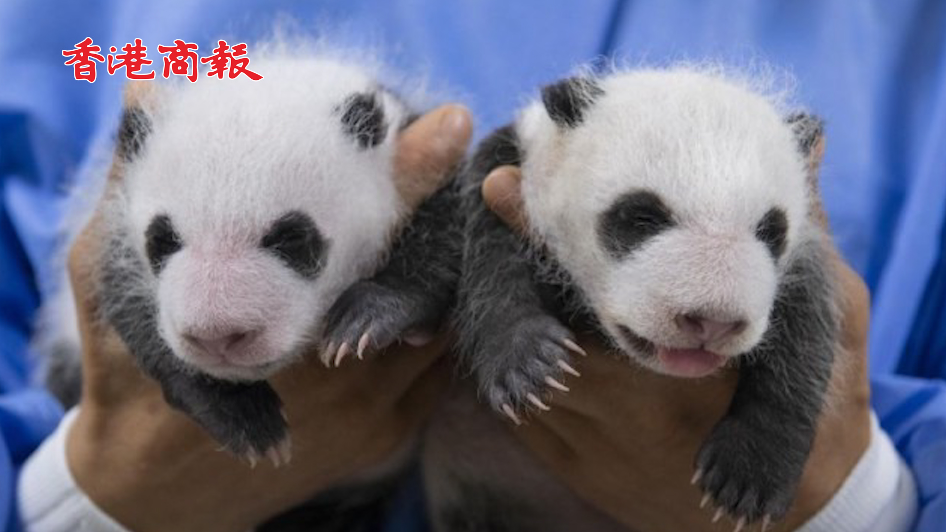 有片丨在韓大熊貓雙胞胎滿月照來了 老二吐舌頭賣萌