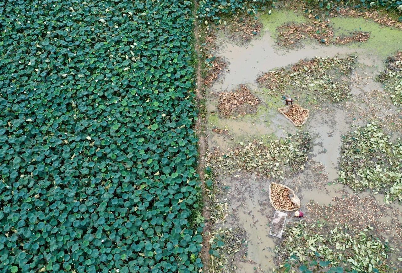 安徽巢湖：「藕」遇豐收季 藕農採挖忙