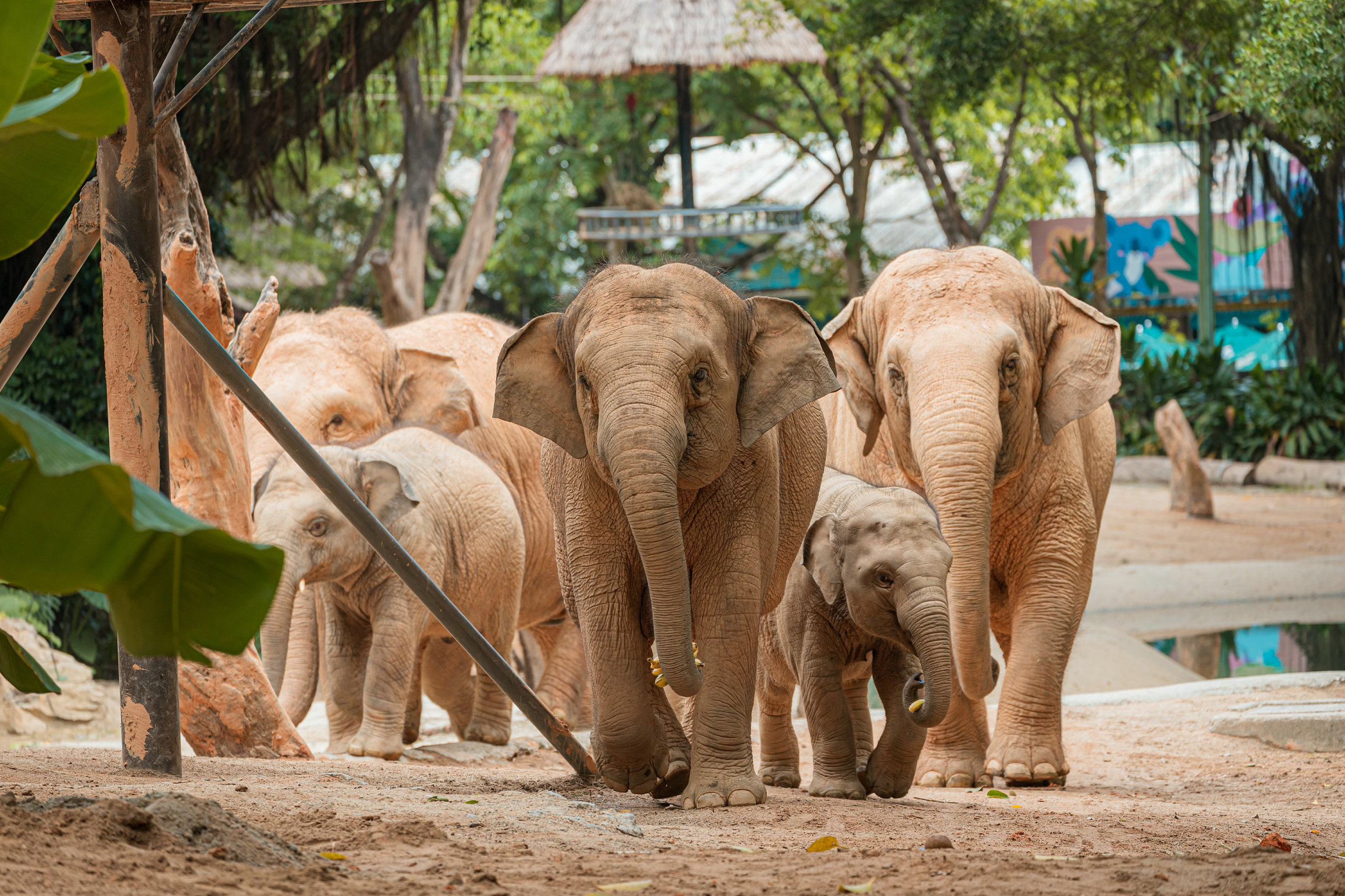 世界大象日  廣州長隆正式開啟「超級大象節」
