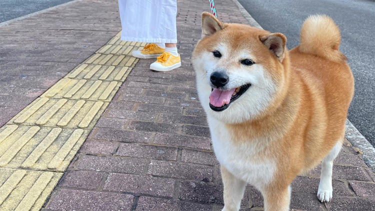 經典Meme原型香港柴犬「波子」離世 主人：請記得它帶來的歡樂