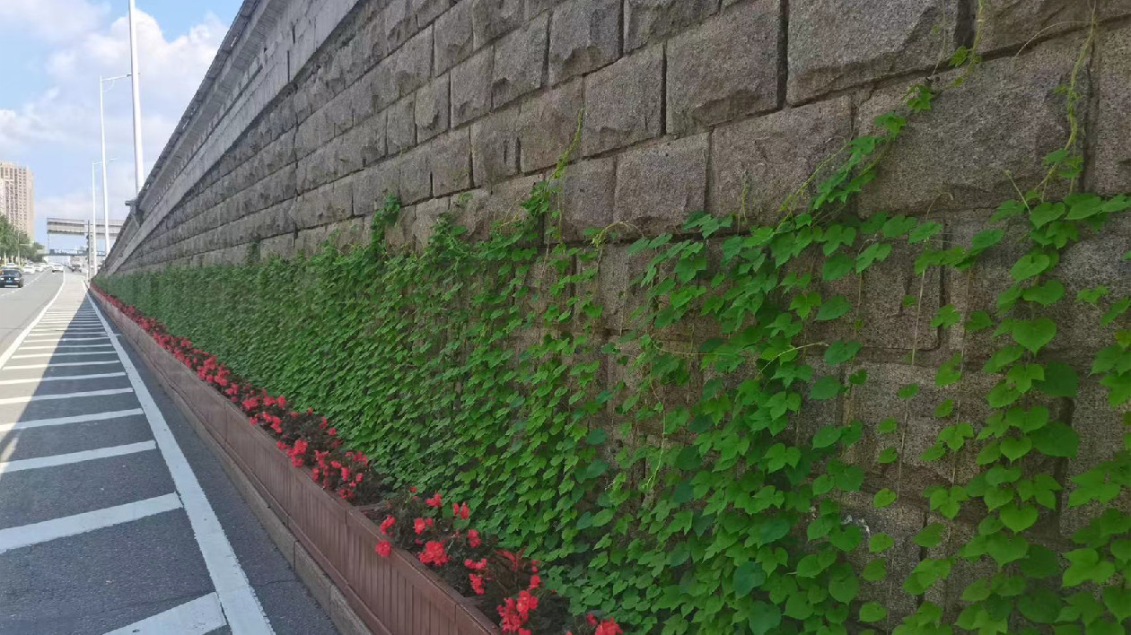 哈市香坊區：水泥建築穿生態新裝 橋體垂直綠化拓展城市綠空間