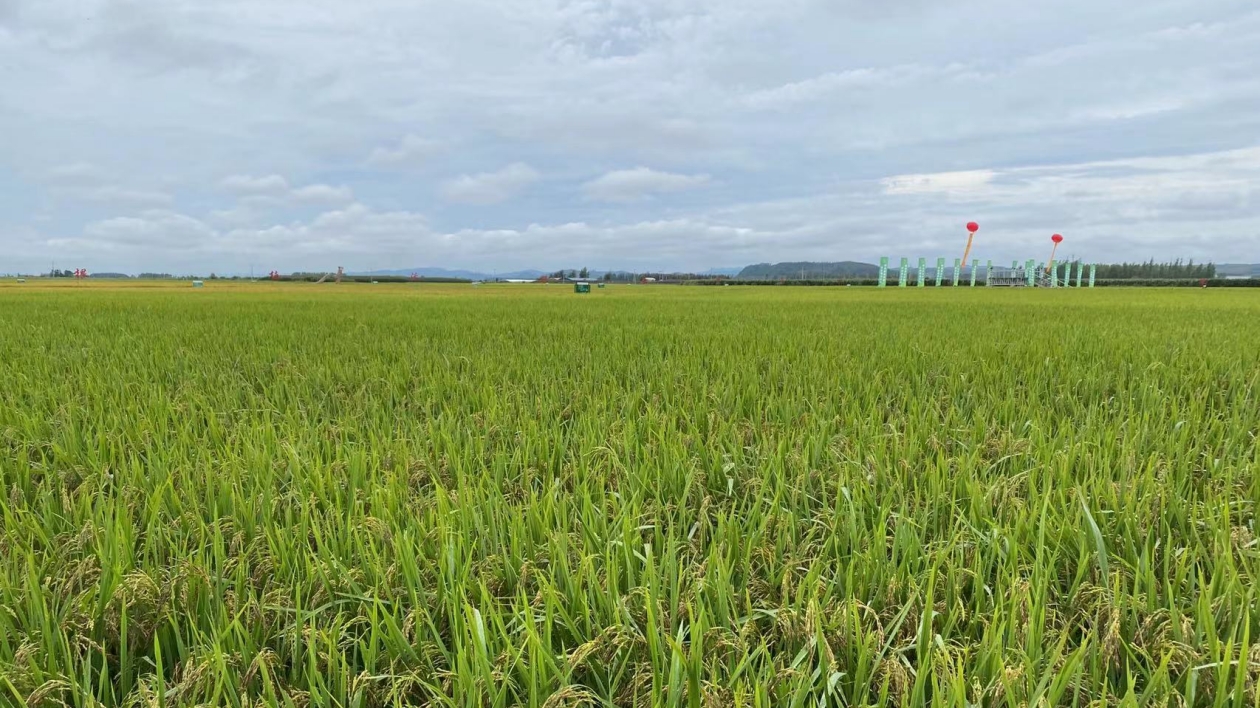 北大荒慶陽農場：立足優勢走差異化發展「稻」路 打造中國黑米之都
