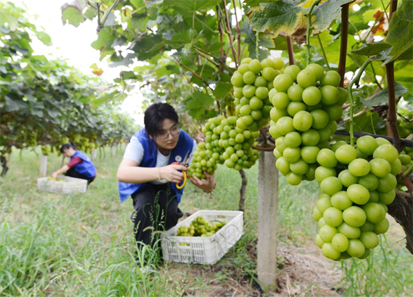 安徽巢湖：志願採摘葡萄 助力「甜蜜」事業