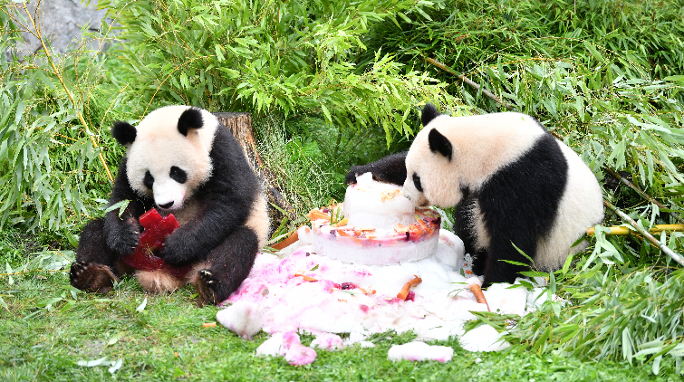 首對德國出生大熊貓雙胞胎「夢想」「夢圓」歡度4歲生日