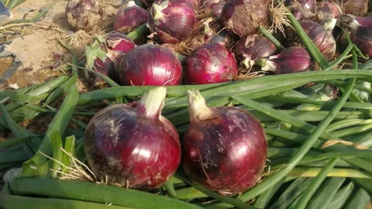 菲律賓洋蔥農民因價低抗議洋蔥進口