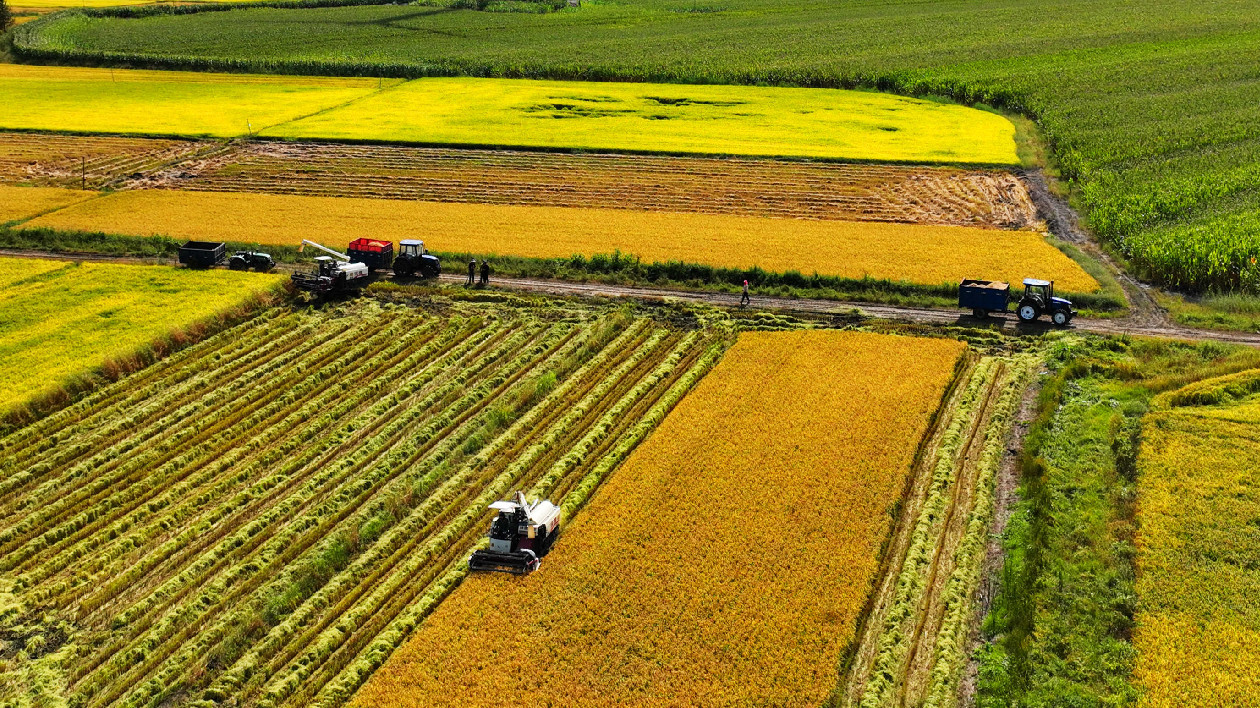 黑龍江蘭西縣顆粒歸倉秋收忙 預計10月中旬全部完成水稻收割工作