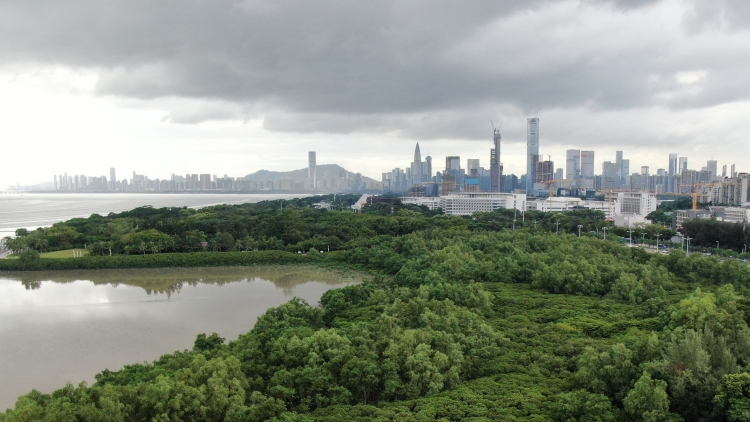 冷空氣今晚抵粵，深圳周五起多雲接棒，「雨雨雨」又陪大家過周末？