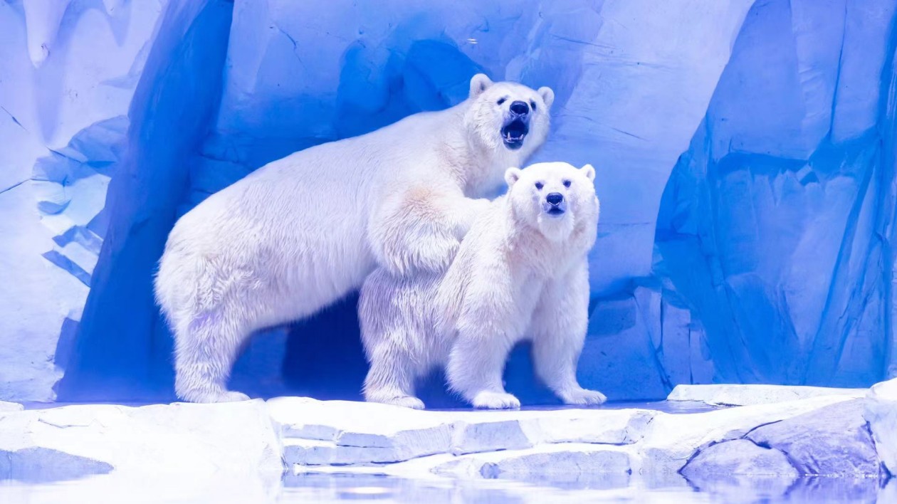 北極熊「夫婦」安家鄭州海昌海洋旅遊度假區