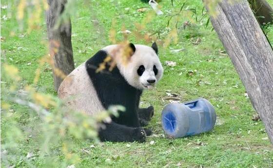 美國華盛頓動物園為旅美大熊貓舉辦「告別派對」系列活動