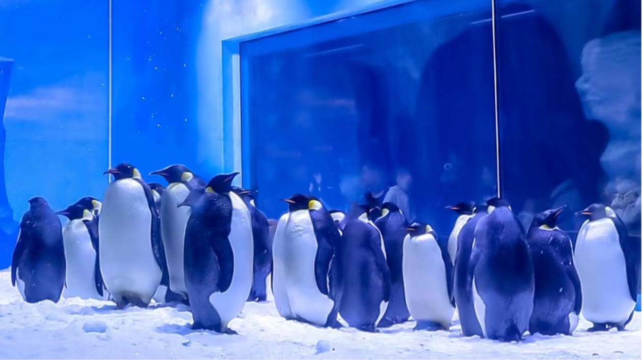 帝企鵝家族亮相鄭州海昌海洋旅遊度假區