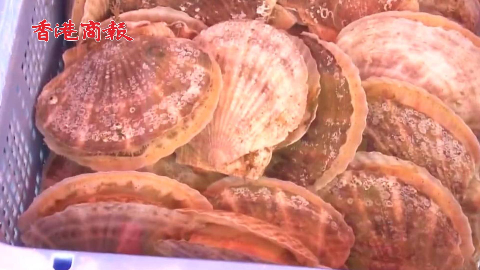 有片丨日本海鮮滯銷堆積成山 日本官員呼籲民眾每人多吃5隻扇貝