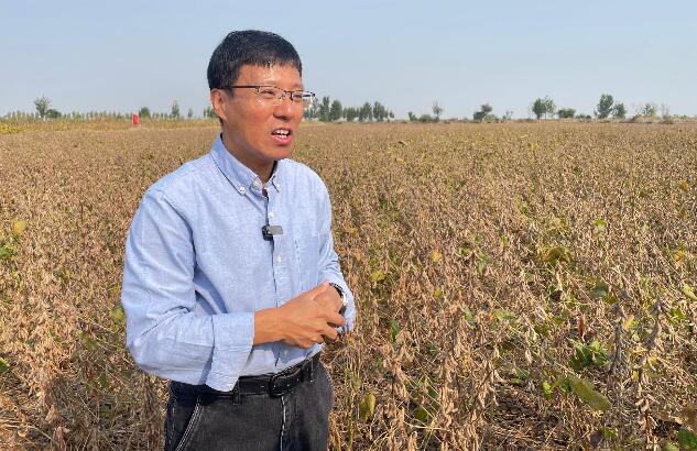 中國耐鹽大豆「科豆35」示範畝產突破300公斤