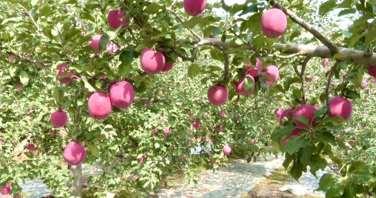 「靜寧蘋果」「上新」 逾百萬畝進入採摘季