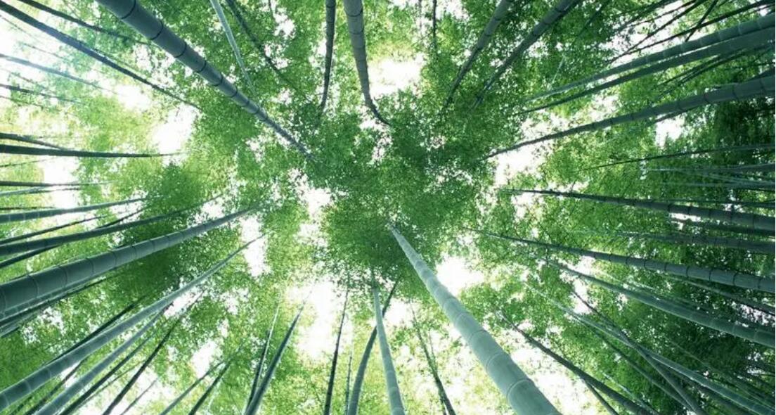 中國竹產業總產值達4153億元  「以竹代塑」倡議取得新成效