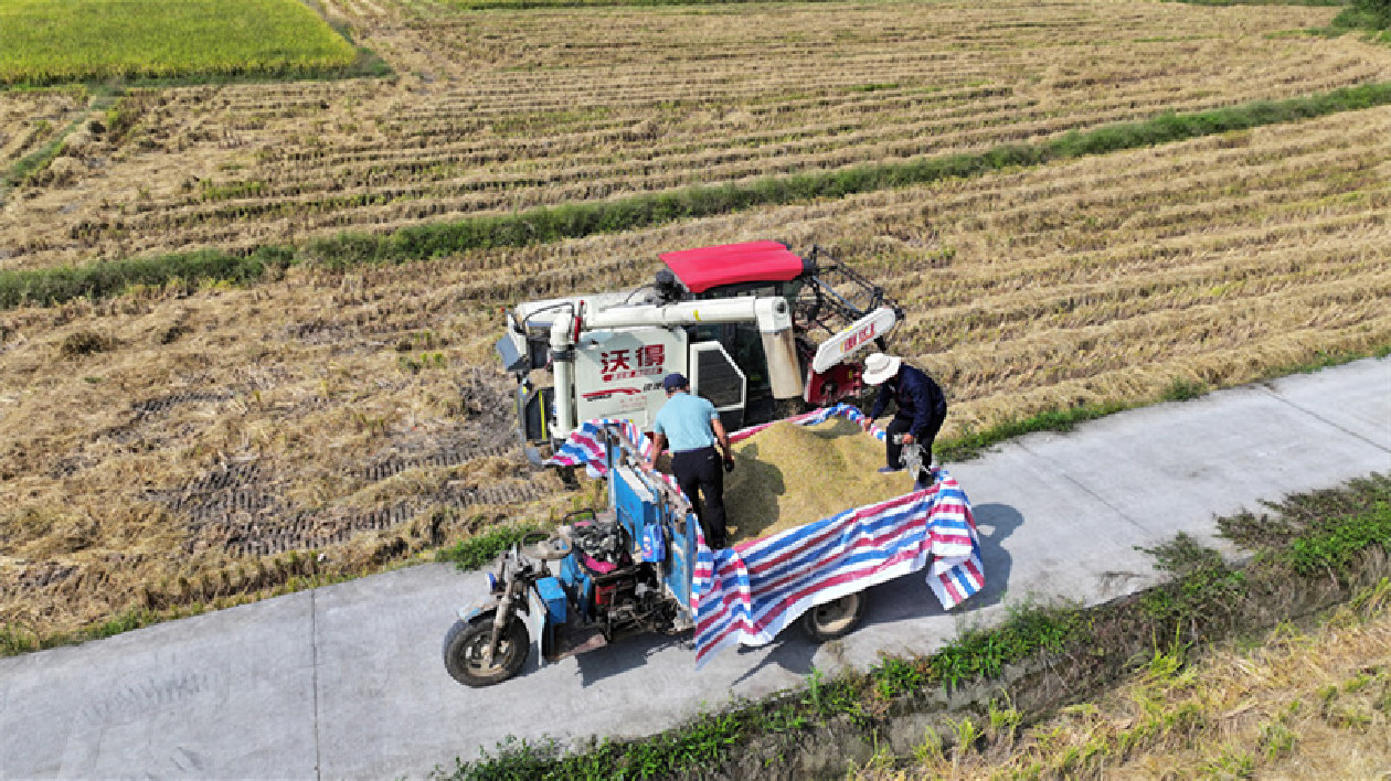 皖祁門縣：六萬多畝生態稻喜獲豐收