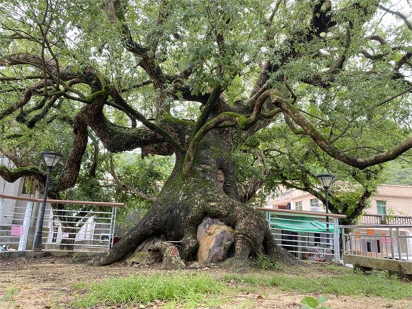 站在500年古樹下有多「治癒」？「綠美南澳」邀你來打卡