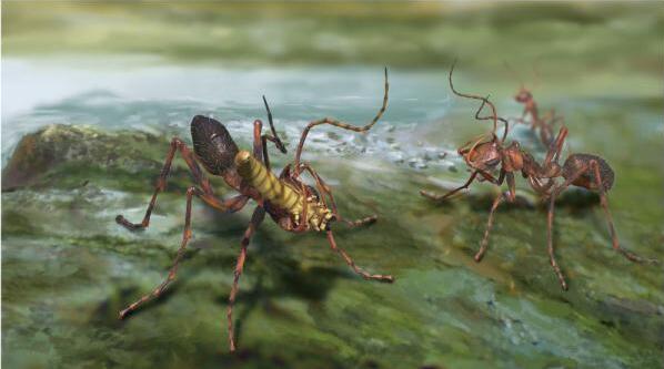 中國科學家重建1億年前螞蟻捕獵過程