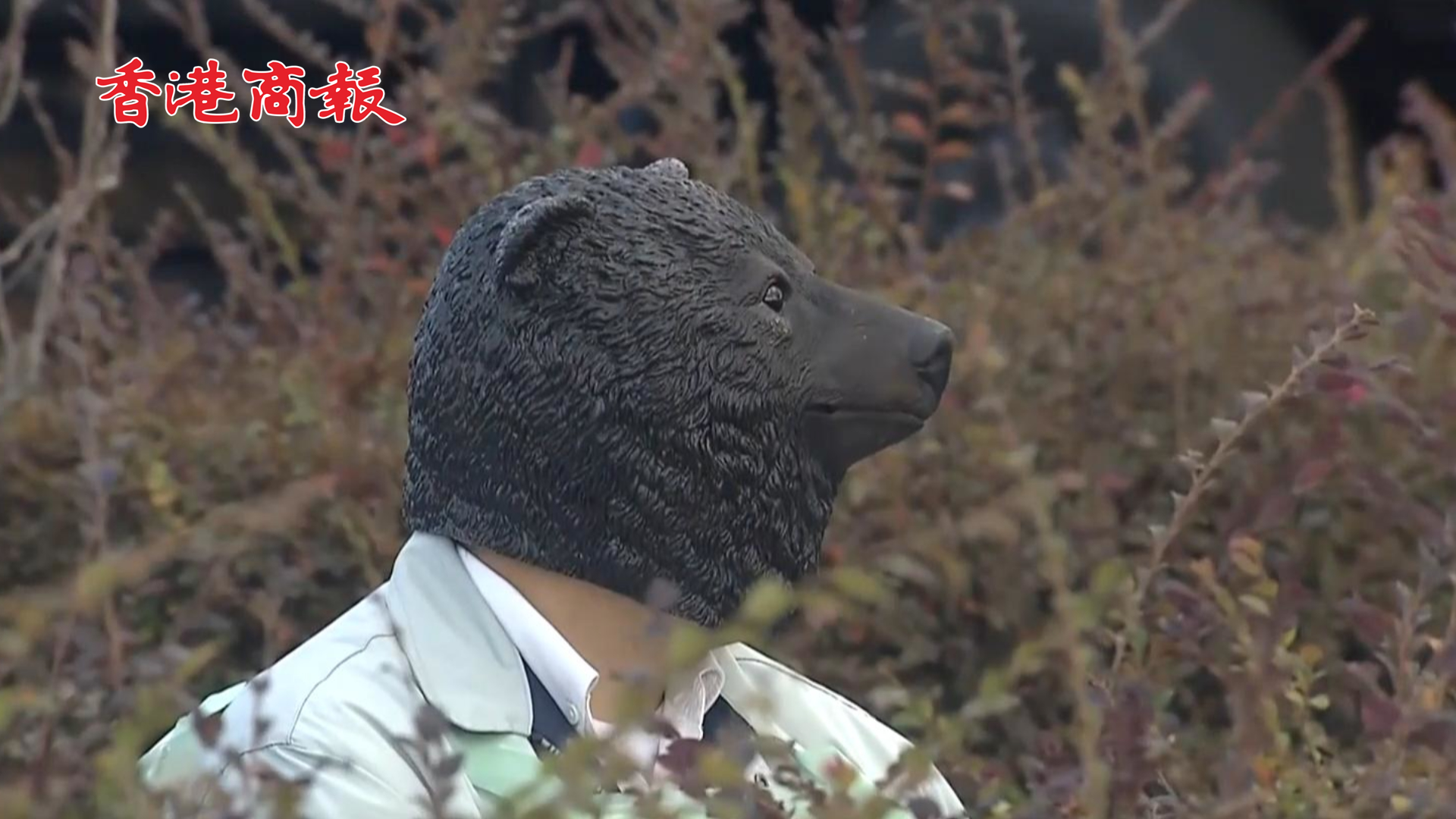 有片丨熊危機！日本宮城縣舉行首次防熊演練