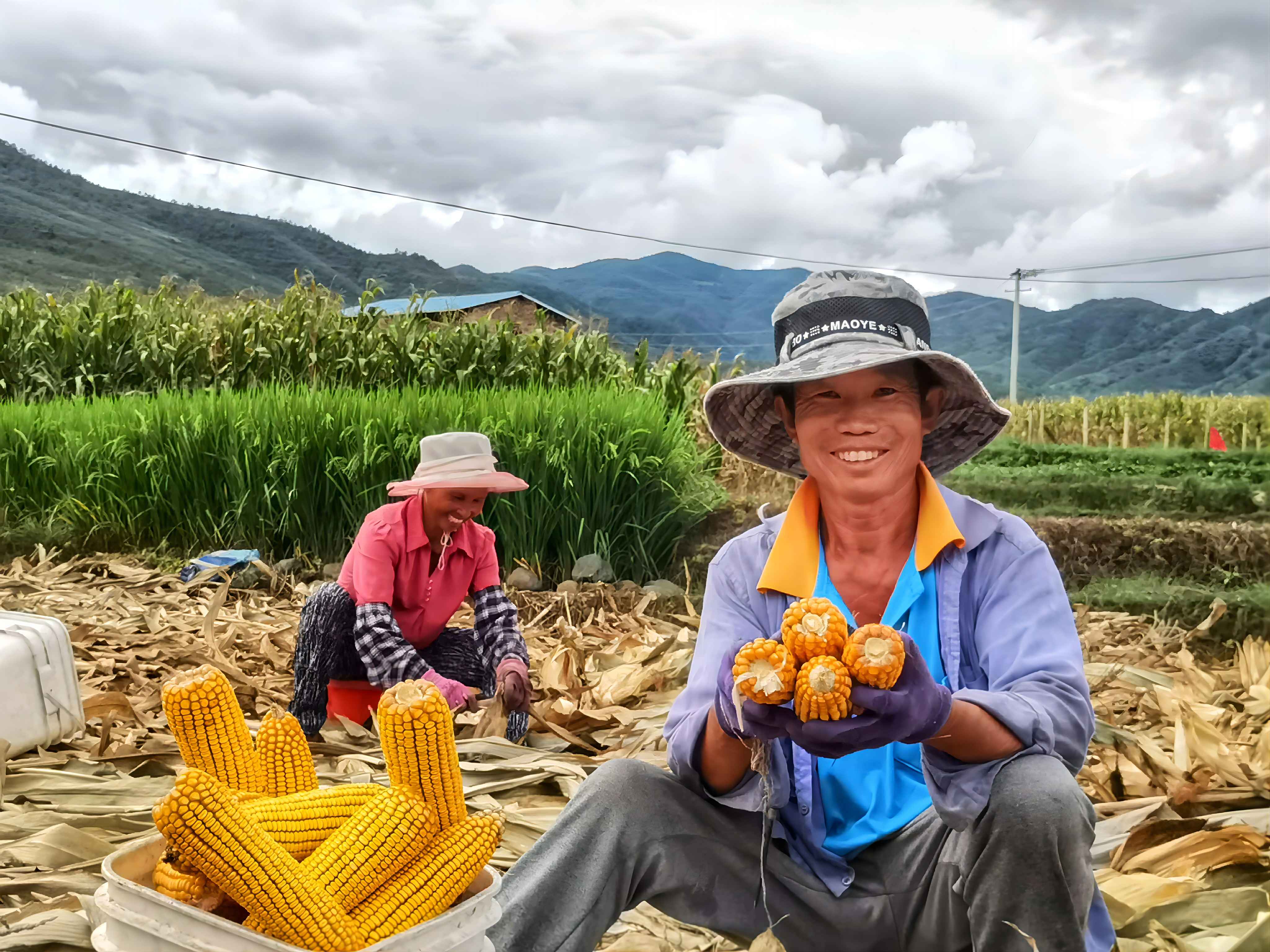 雲南鶴慶：訂單玉米喜迎豐收  助力各族群眾增收致富