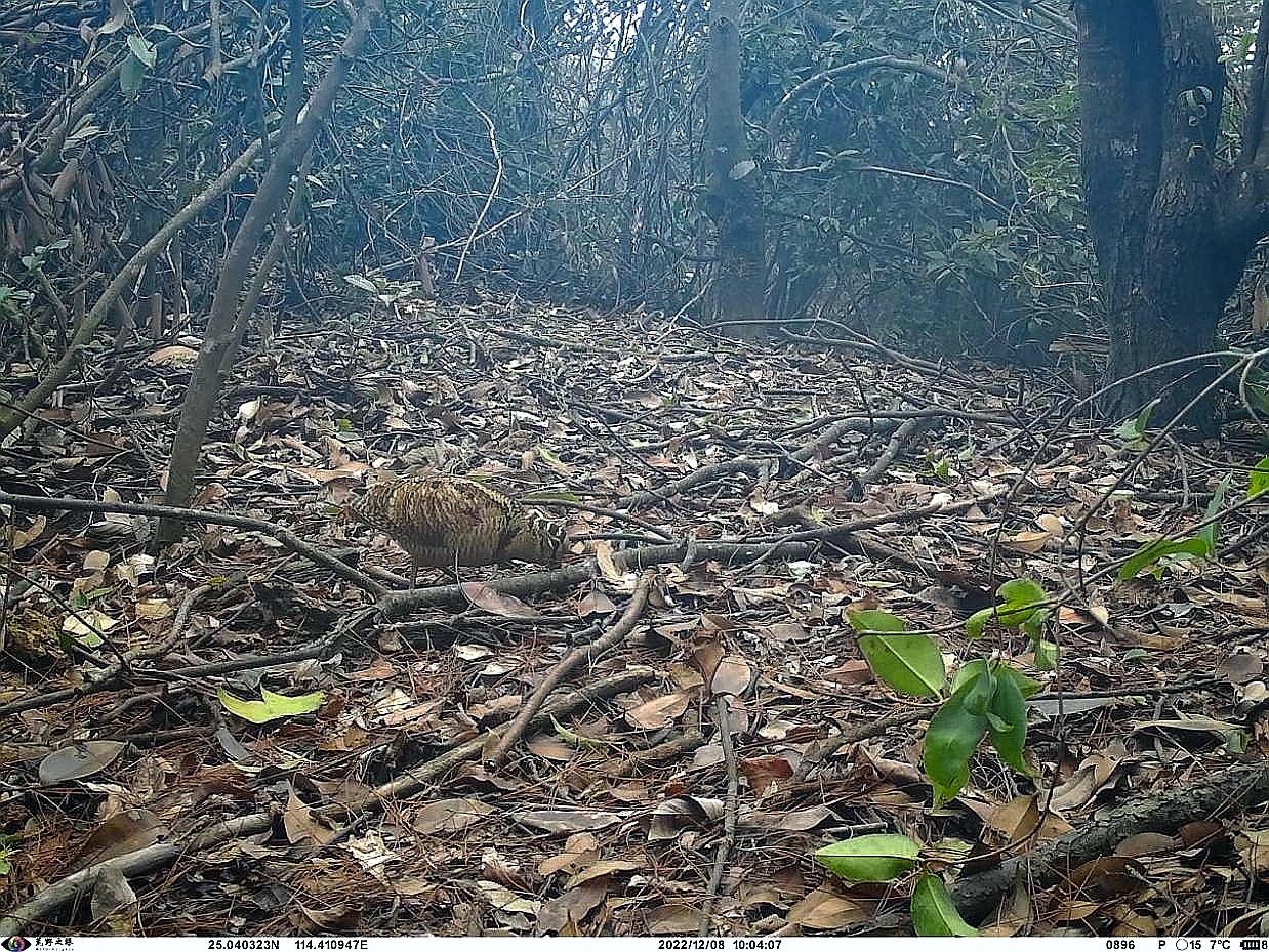 廣東南雄小流坑-青嶂山省級自然保護區發現多個野生動物「新成員」