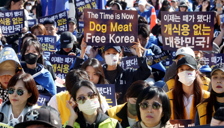 動物權益意識高漲 韓國擬立法禁食狗肉