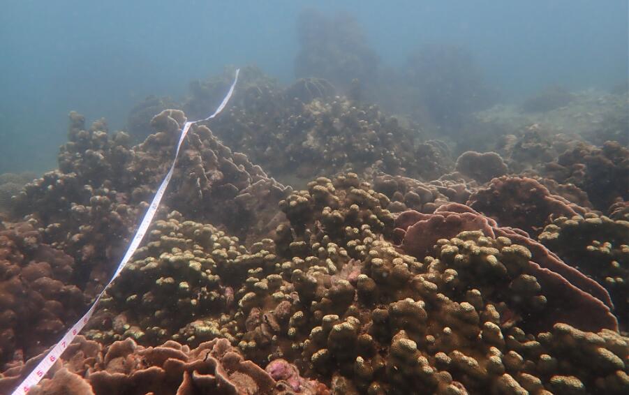 漁護署公布最新普查結果  整體珊瑚健康狀況良好