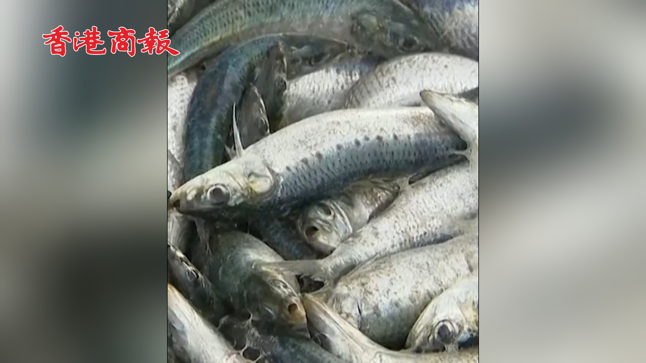 有片丨成千上萬條死魚衝上北海道沿岸 原因暫不詳