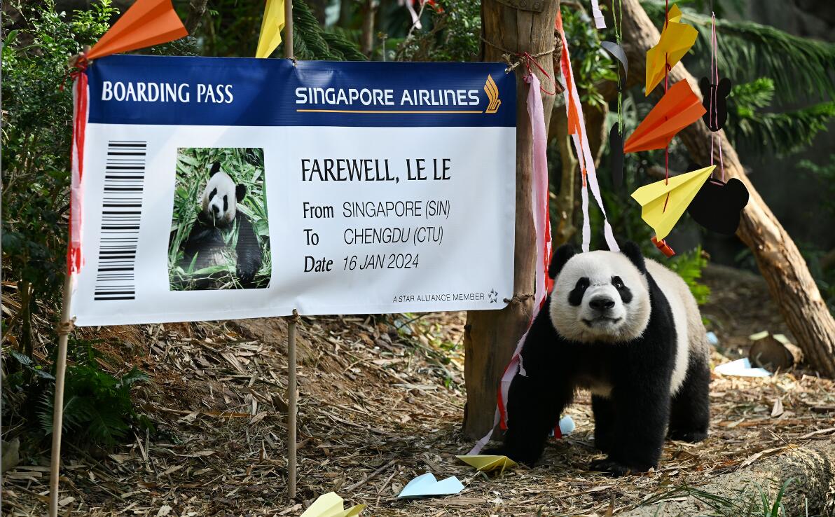 新加坡民眾送別大熊貓「叻叻」：「願你給更多人帶來快樂」